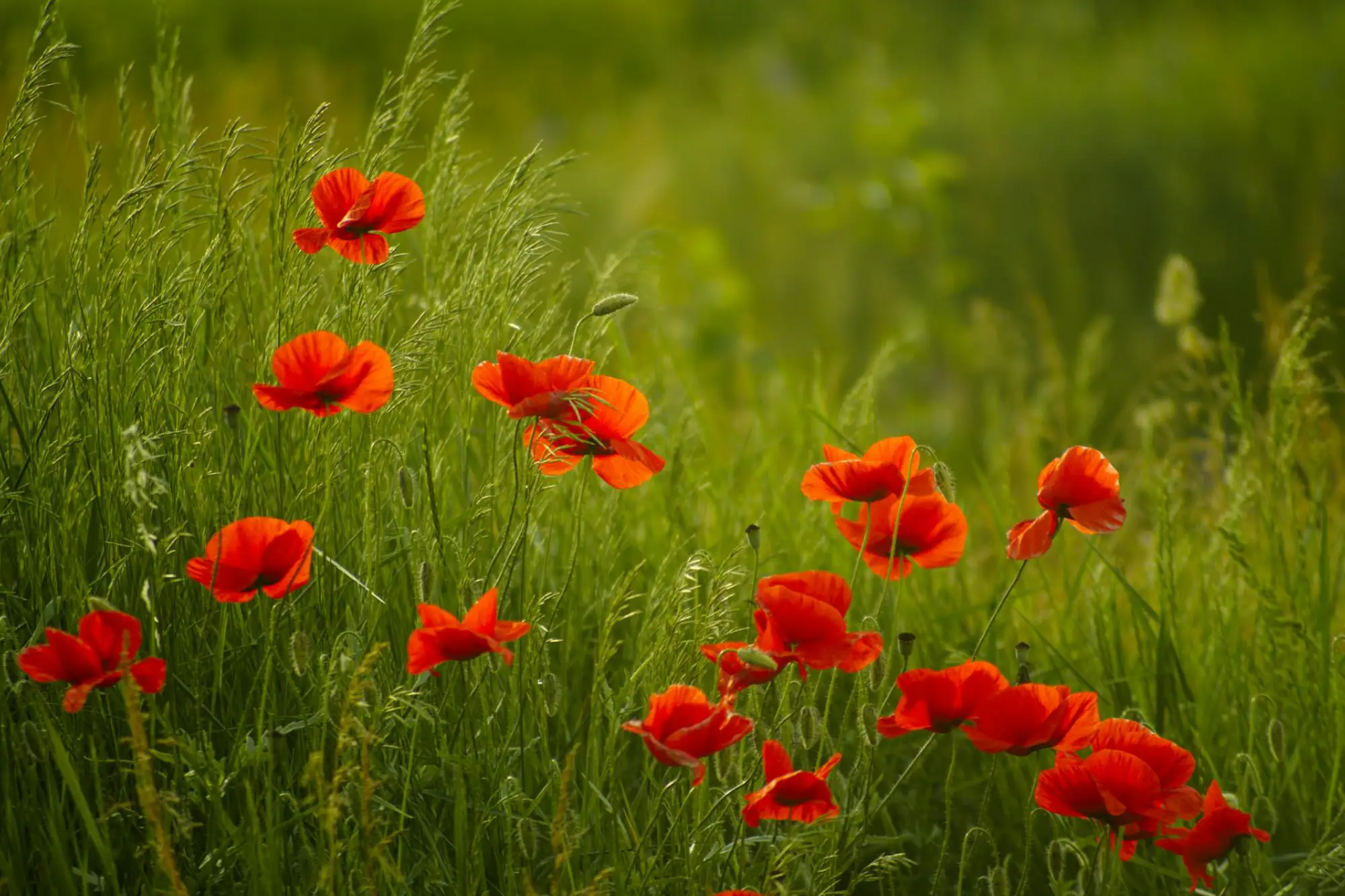 flower in grass field