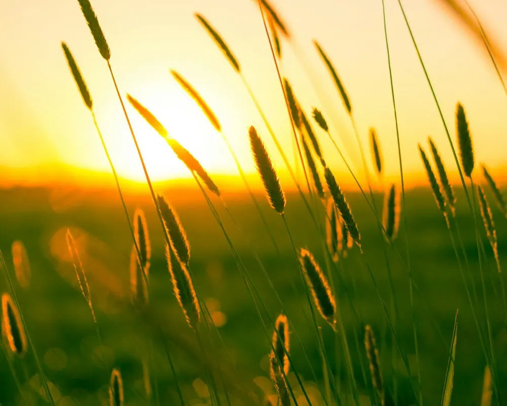 grass image in sunset